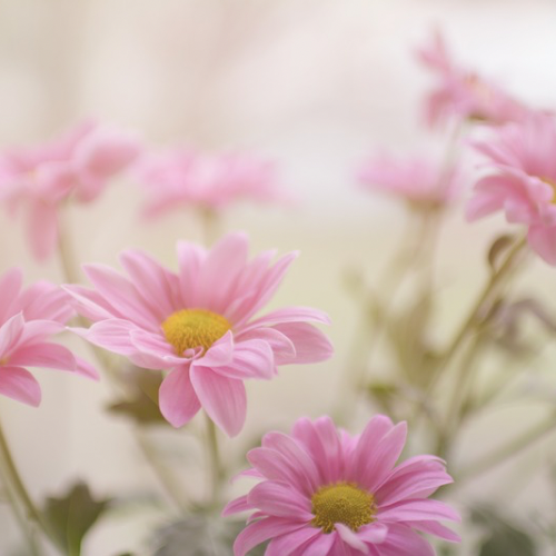 Forget Me Not Flowers